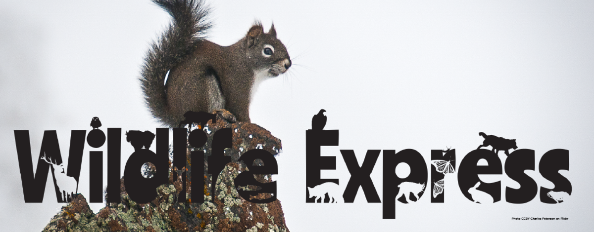 A bushy squirrel perched on top of a rock with the words Wildlife Express across the center of the photo.