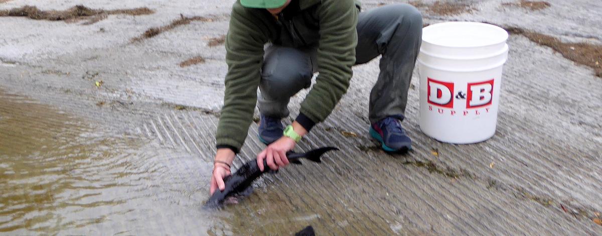 Releasing white sturgeon