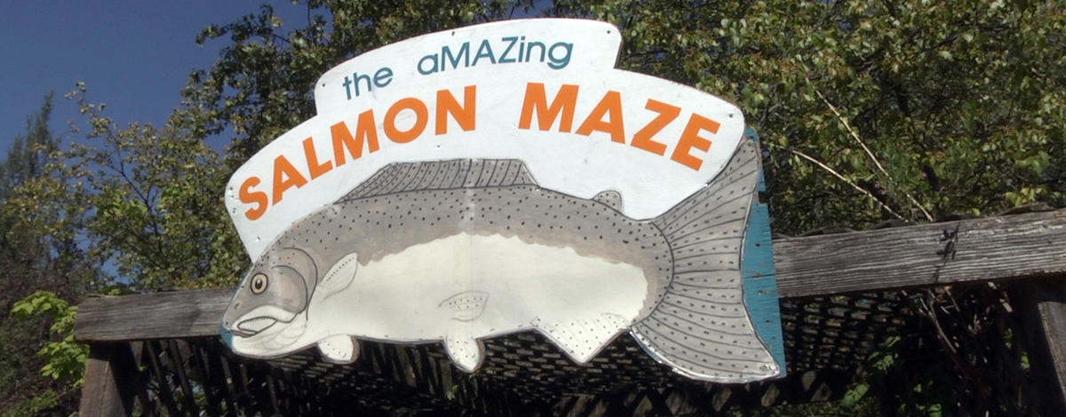 salmon_maze