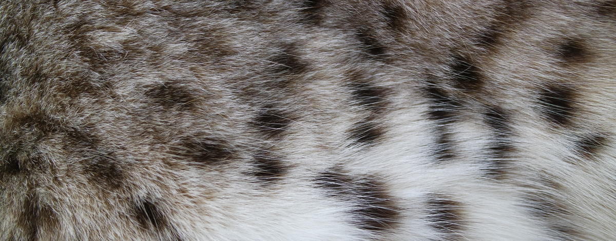 Bobcat pelt