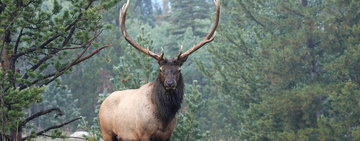 mule deer vs elk