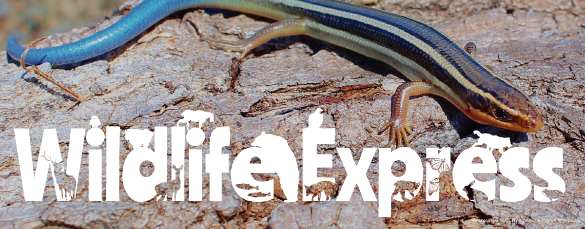 A striped, smooth-skinned lizard with a blue tail rests on top of a log or tree bark 