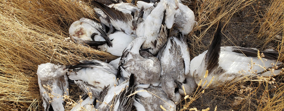 snow_geese_left_to_rot