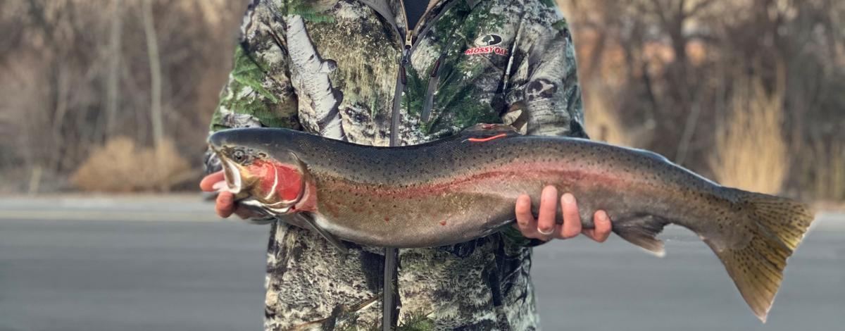 Massive steelhead caught on a beer koozie! 🍺🎣😲 Idaho fishing
