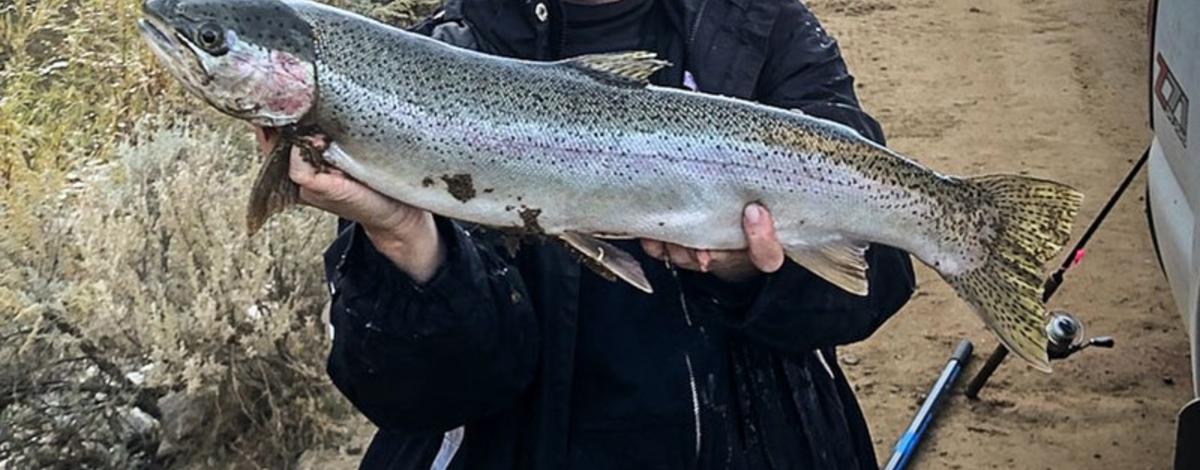 steelhead_bank_angler_cropped