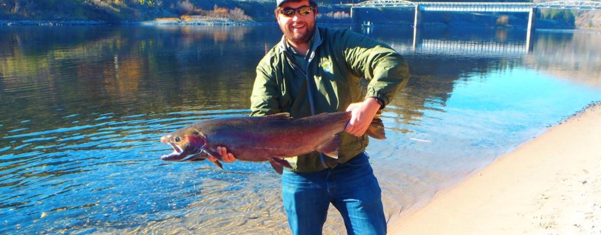 Big steelhead at Lenore Boat Ramp on Clearwater River in fall of 2016.