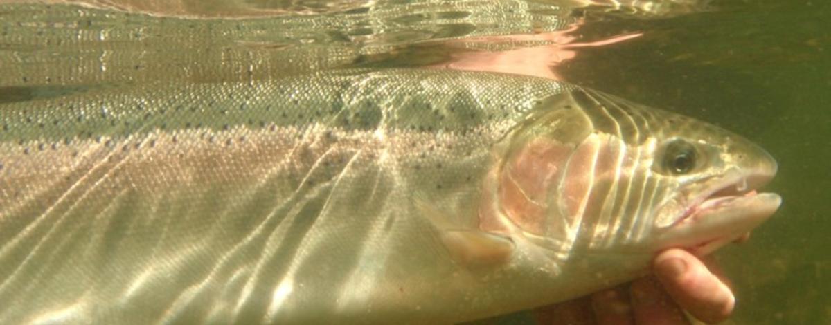 steelhead_underwater