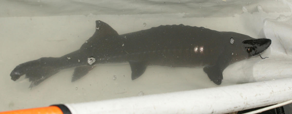 sturgeon_release_for_thumbnail