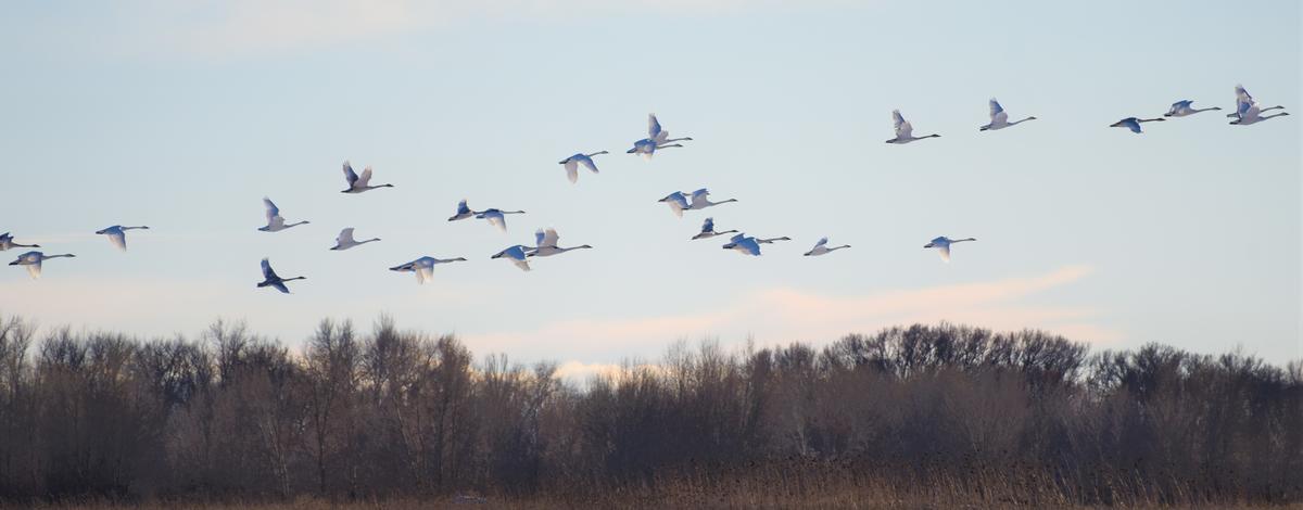 Swans over Deer Parks