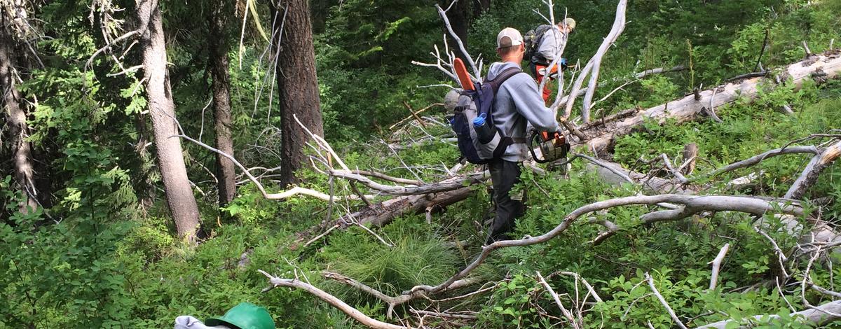 Wildlife technicians use chainsaws to clear logs off trail / Photo by Kara Campbell