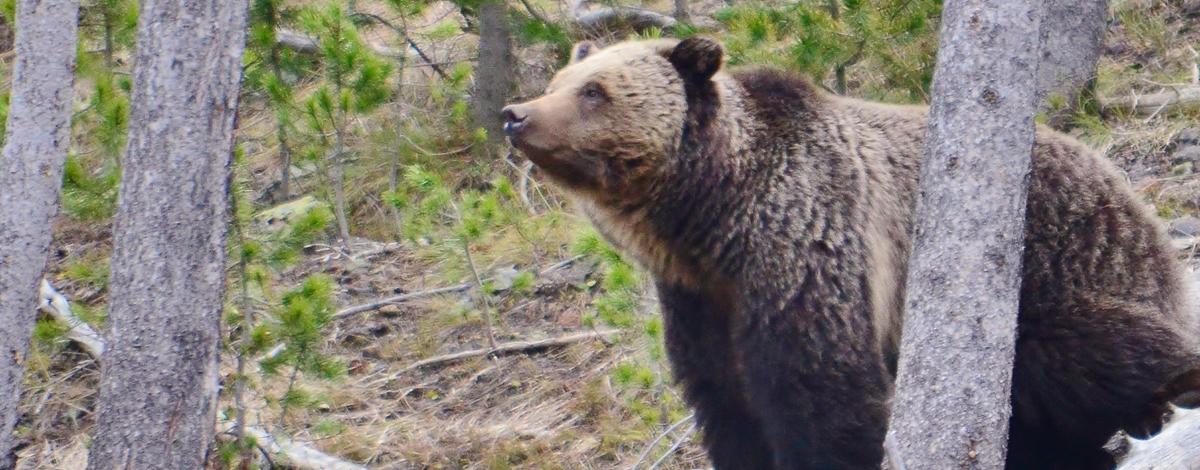 Governor Brad Little Petitions To Have Grizzly Bears Removed From ...