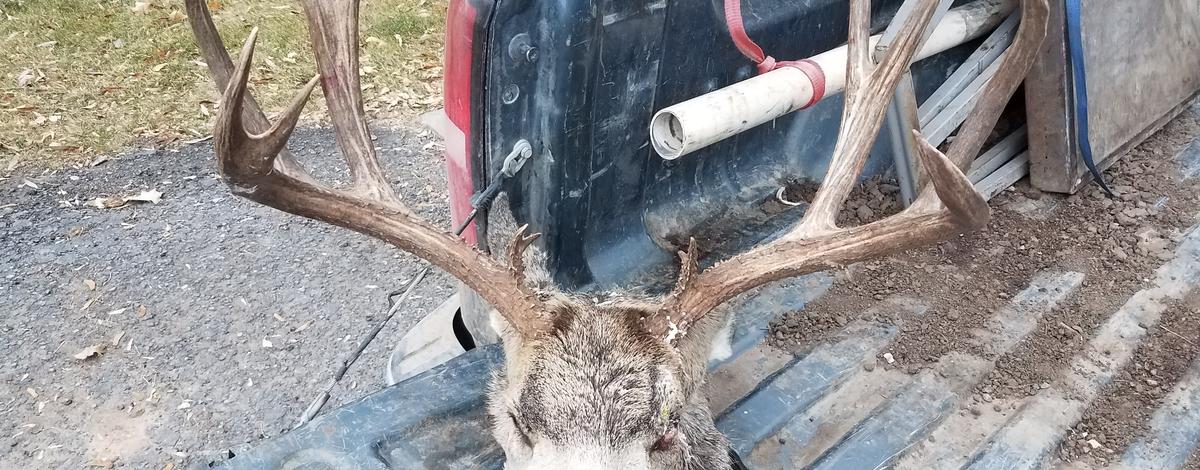 unit_78_buck_shot_and_left_to_waste_mill_canyon_2018