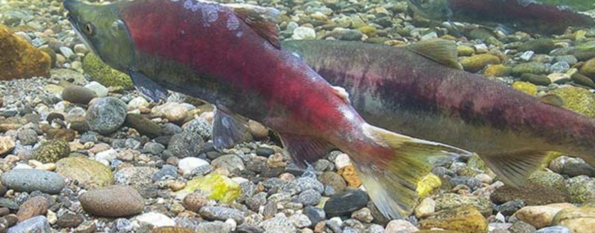 we_-_march22_-_migratory_sockeye_tumbnail