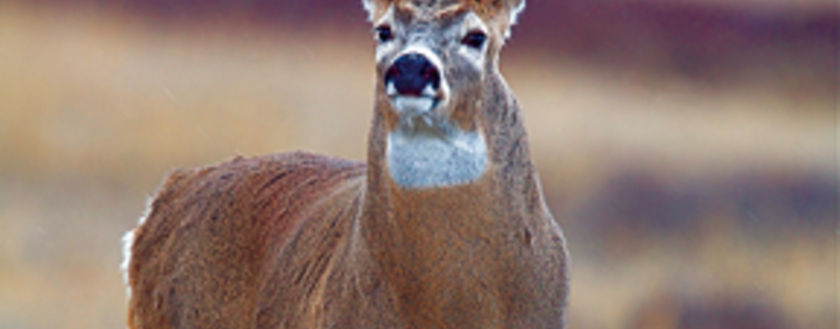 whitetail buck