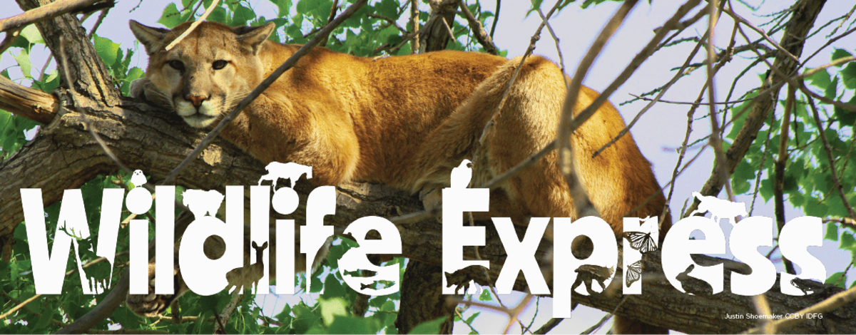 Wildlife Express Banner: Mountain Lion