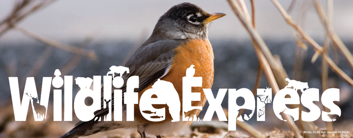 Wildlife Express Banner: Songbirds