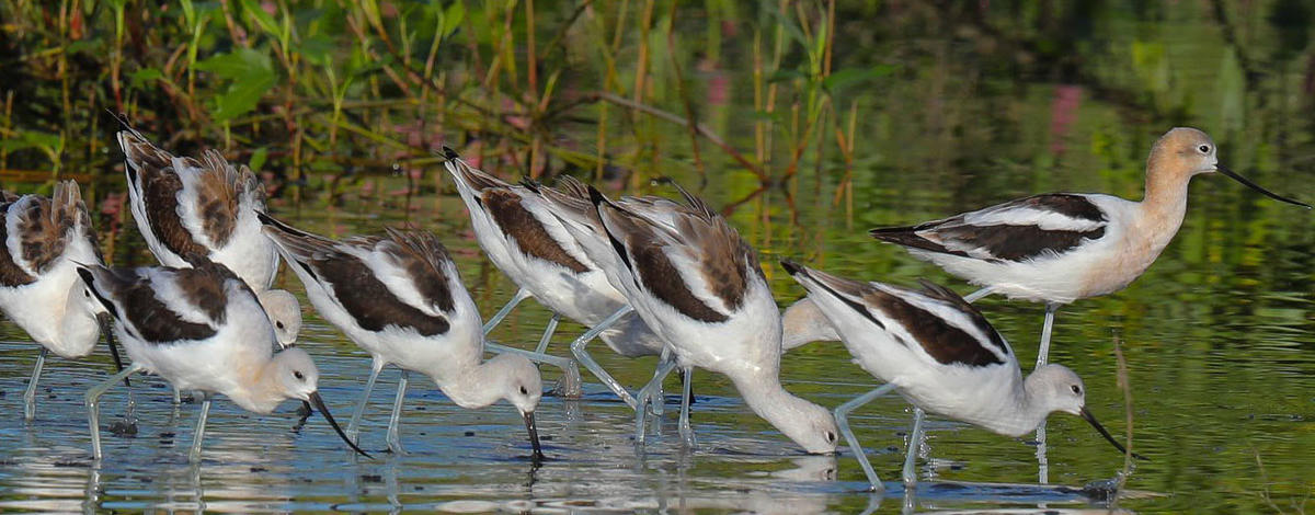 Windows to Wildlife, American Avocets