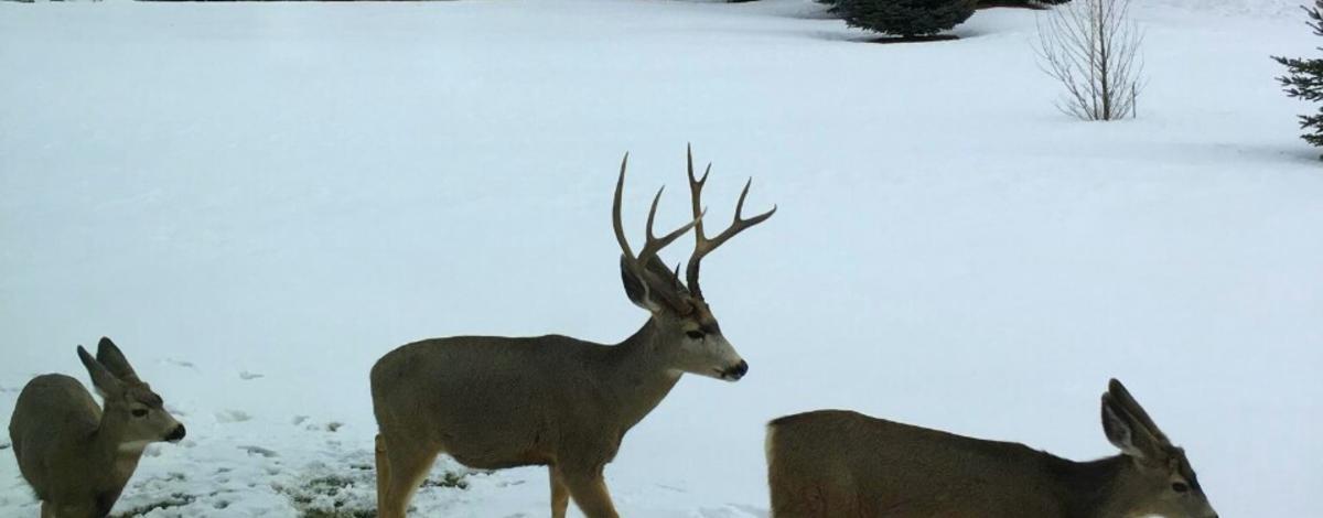 wintering mule deer, Ammon hill