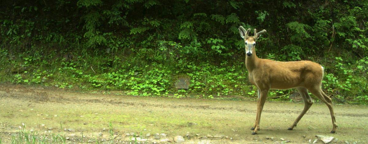 White-tailed deer on road 