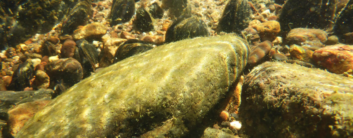 freshwater_mussels_in_the_jarbidge_river_august_2022