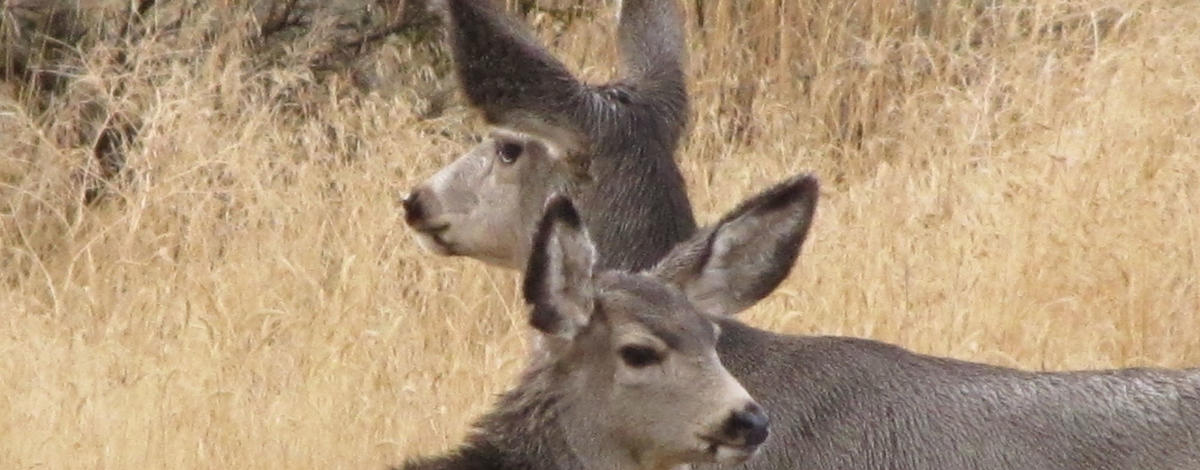 Deer on Georgetown Summit WMA