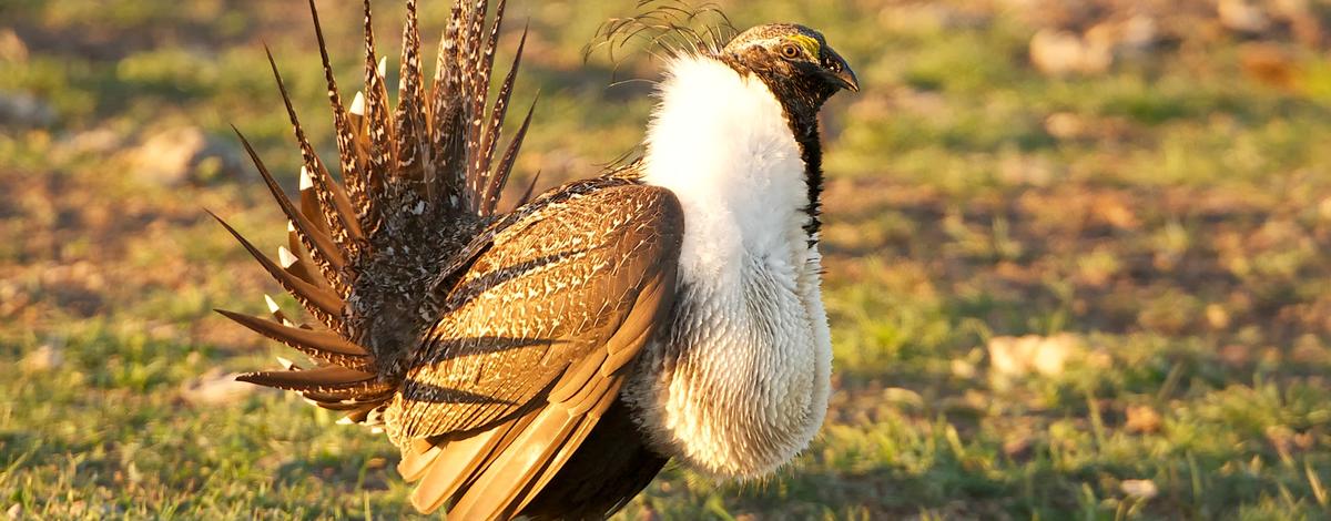 greater sage grouse with fan up April 2014 Mike Morrison