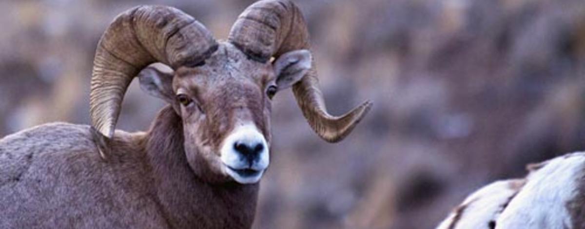 bighorn ram head shot small photo Dave Albiston