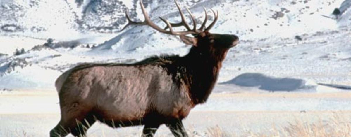 bull elk in snow small photo