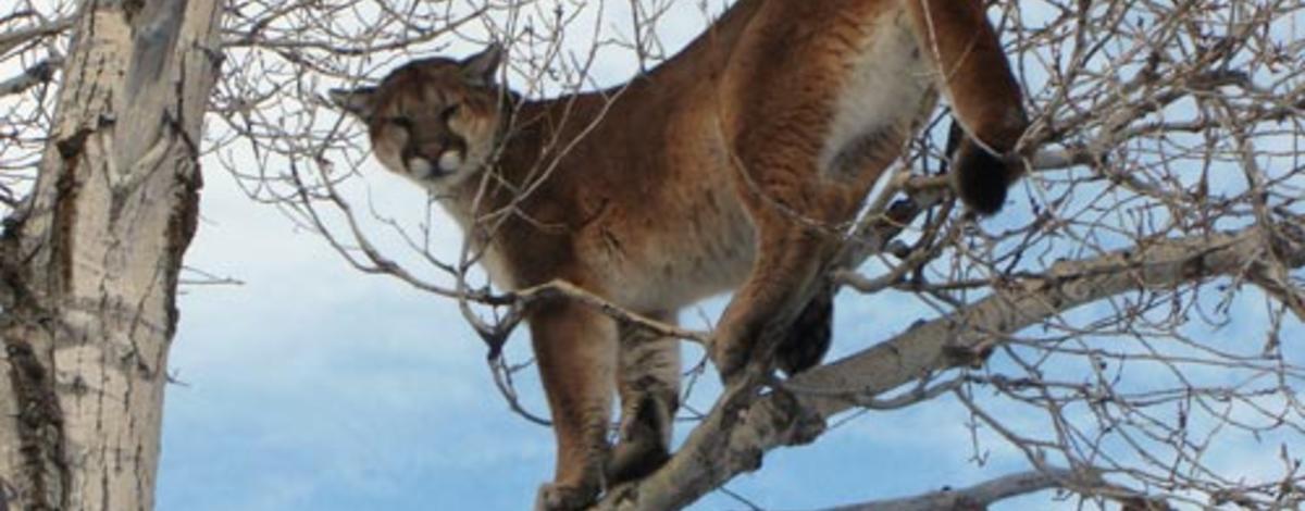 Lion in Cottonwood tree