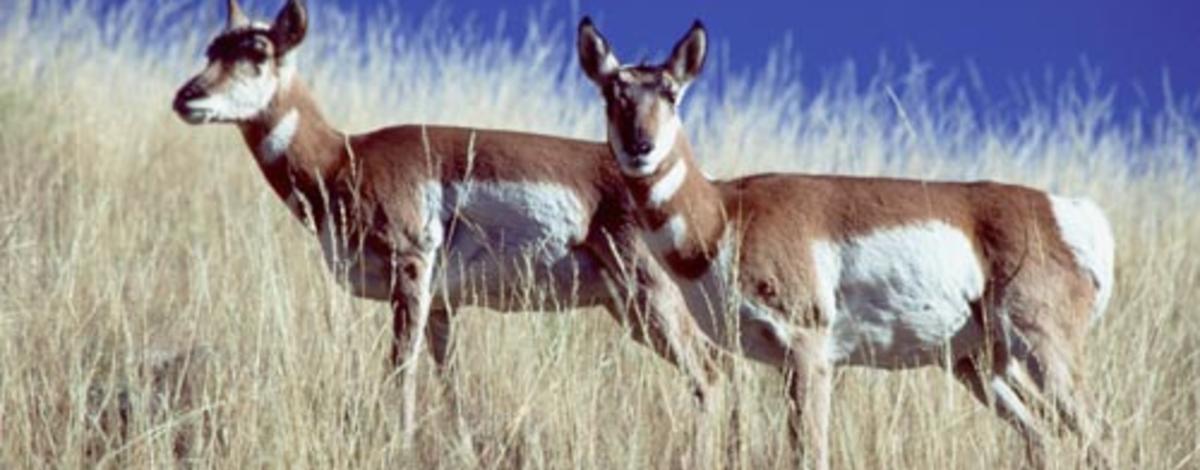 medium shot of two pronghorn antelope in grass with bright blue sky