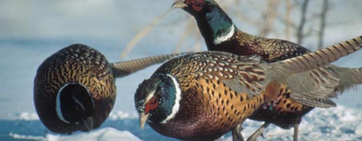 Winning pheasant hunting tips [learn now!]
