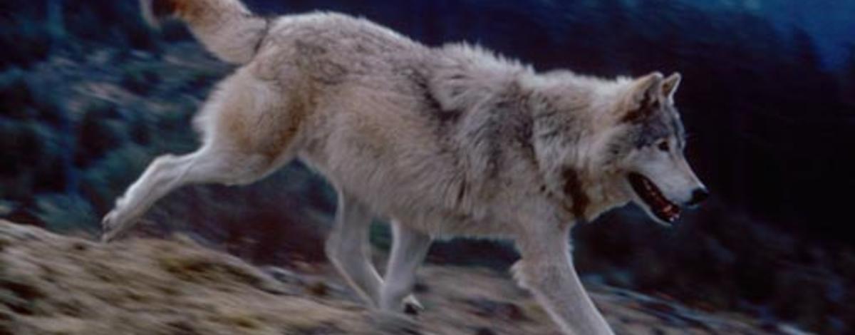 medium shot of a wolf running