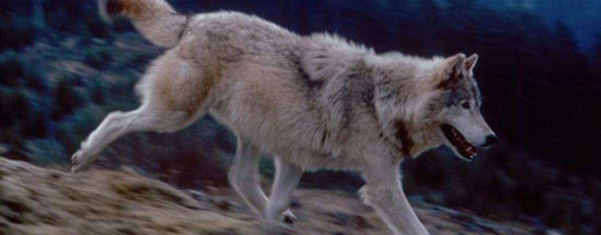 Running wolf