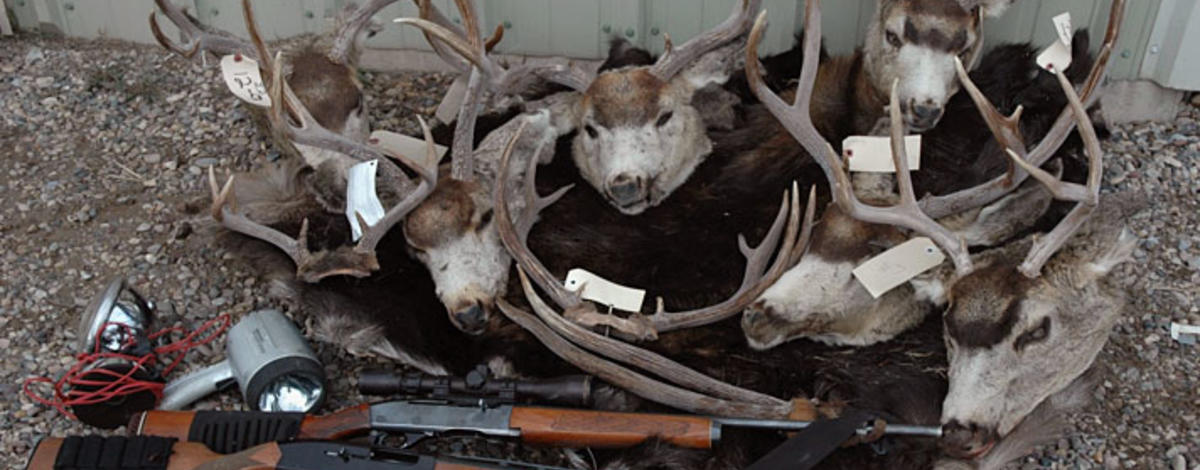 poached mule deer heads and confiscated rifles medium shot enforcement