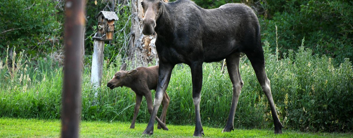 hailey_cow_and_calf_moose_july_2021