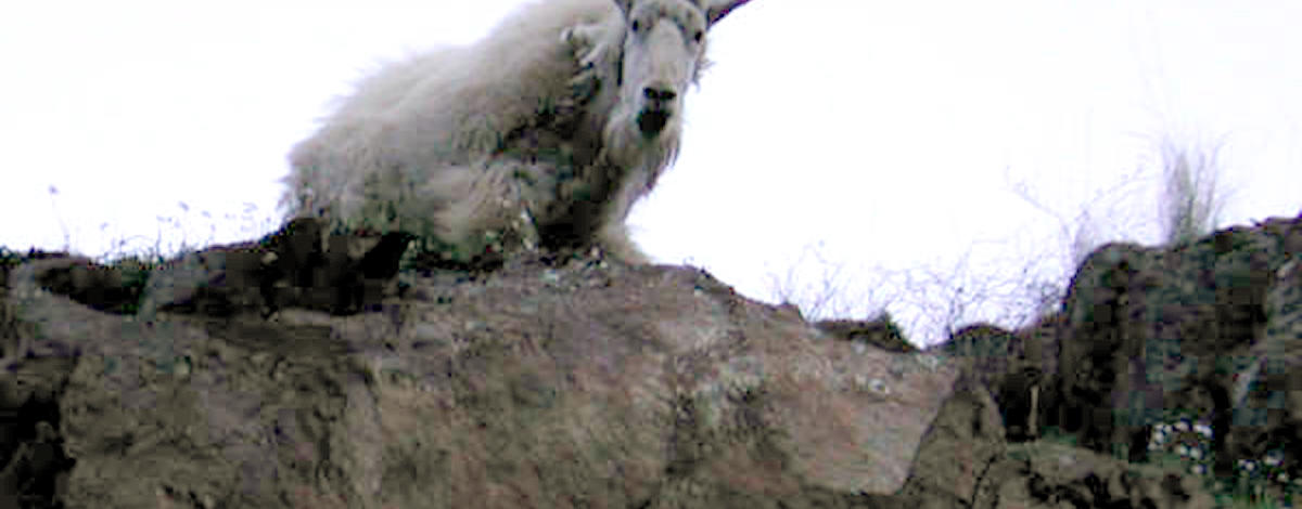 mountain goat in Hells Canyon September 2008 