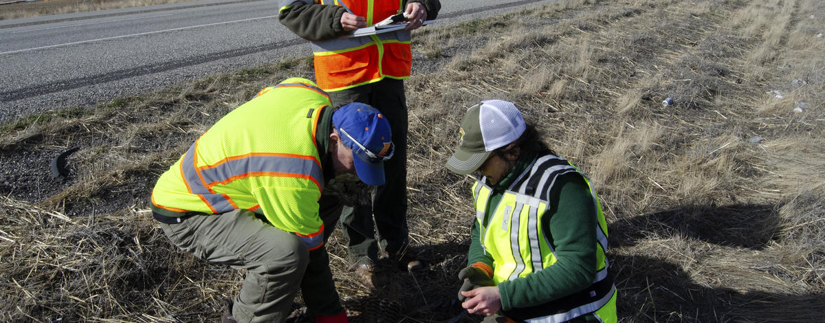 i_84_owl_survey_red_tailed_hawk_feb_2020