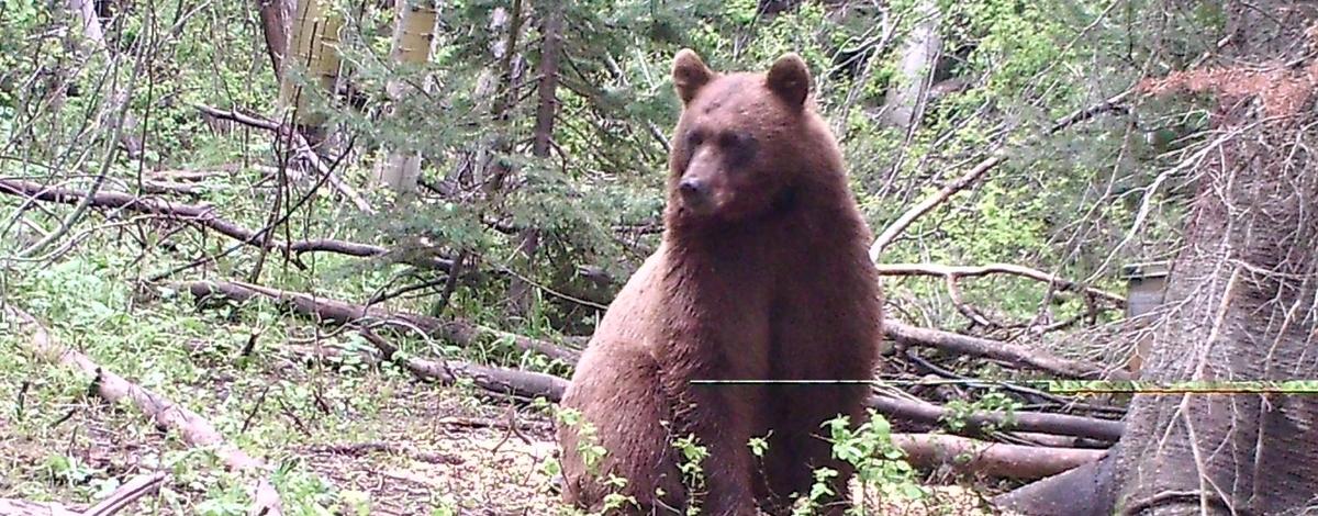 grizzly bear in trees and brush vertical medium shot