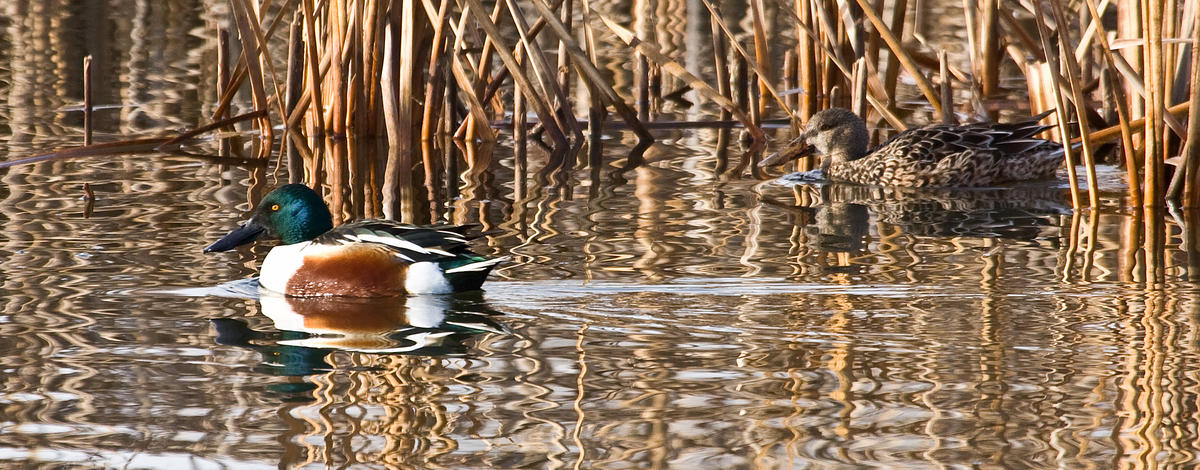 bufflehead pair ducks swimming January 2010