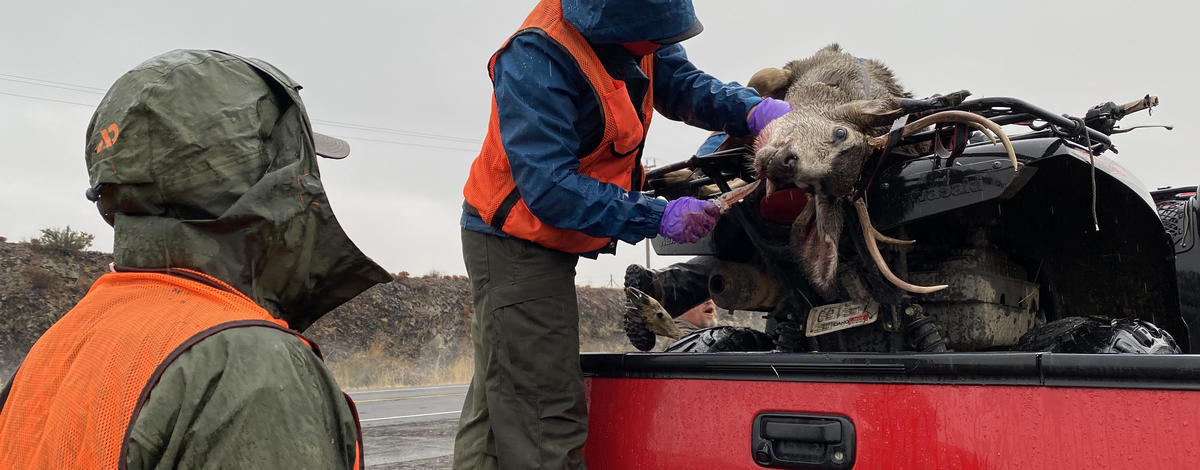 A Fish and Game staff member stands on the edge of a truck while checking deer buck while another staff member looks on.