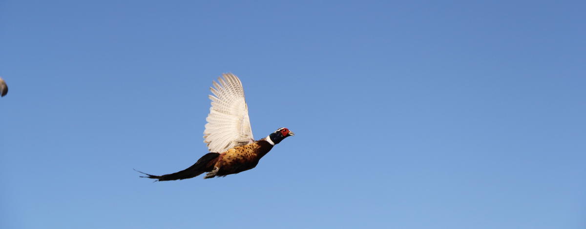  ringnecked pheasant flying medium shot November 2014