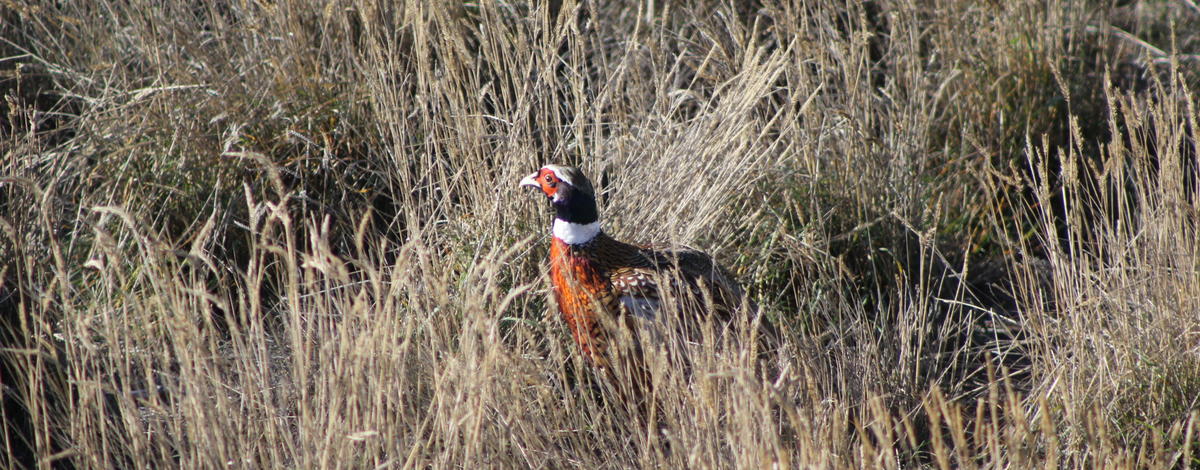 ringnecked pheasant in grass medium shot November 2014