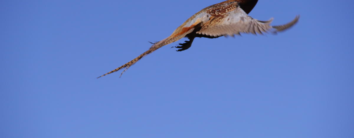 ringnecked pheasant flying medium shot November 2014