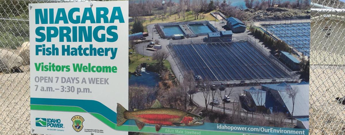 Niagara Springs Fish Hatchery informational sign June 2015