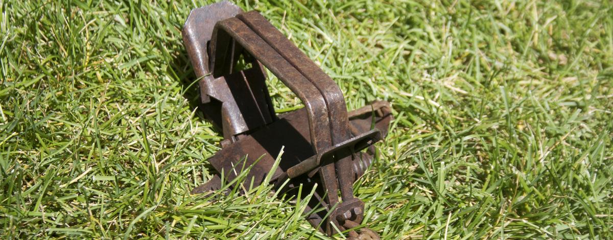 rusty trap not set in grass October 2014