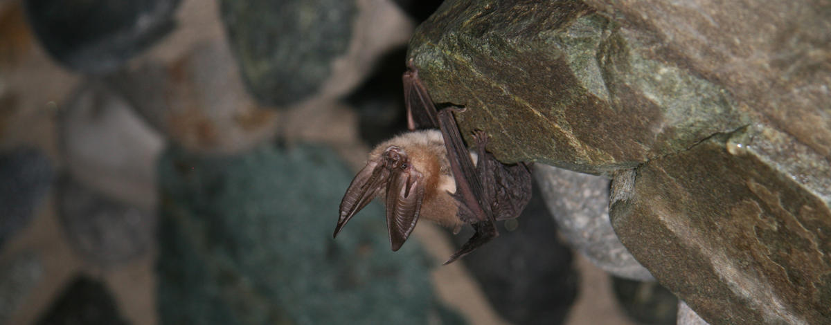 A Townsend's Big-eared bat roosts in an abandoned mine.