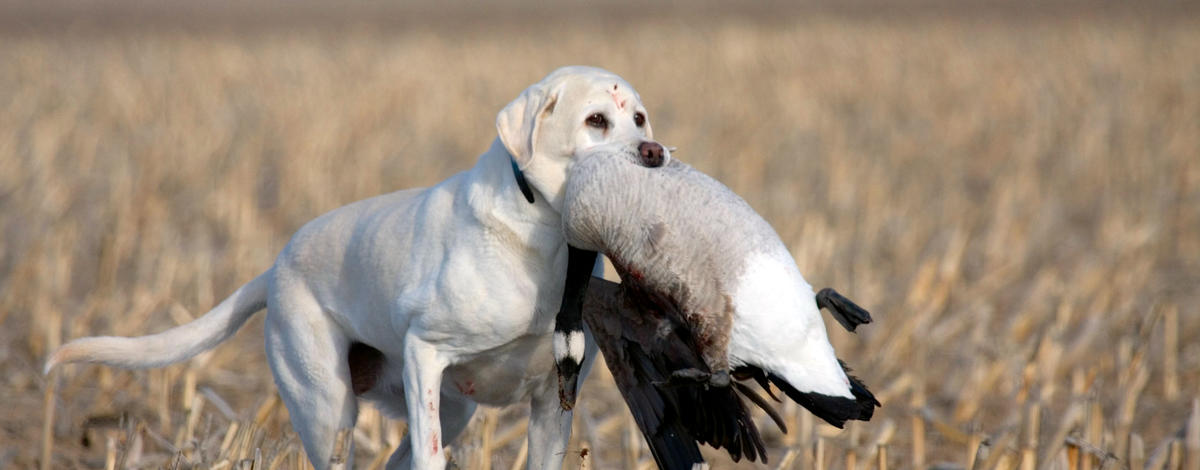 Kiela the dog with a goose