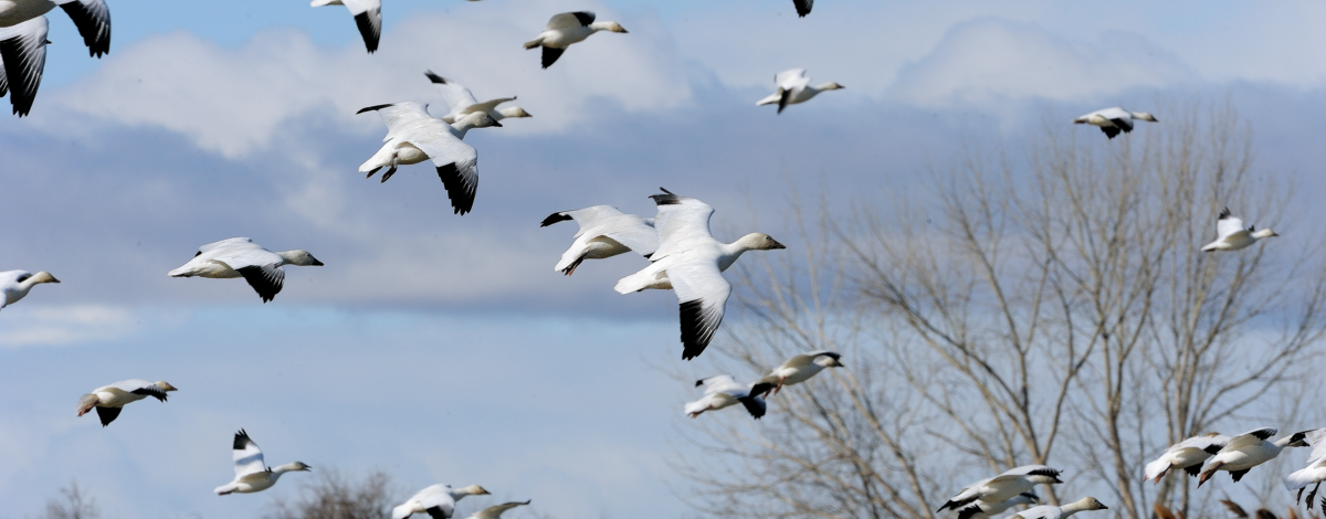  a flock of snow geese in flight October 2009  