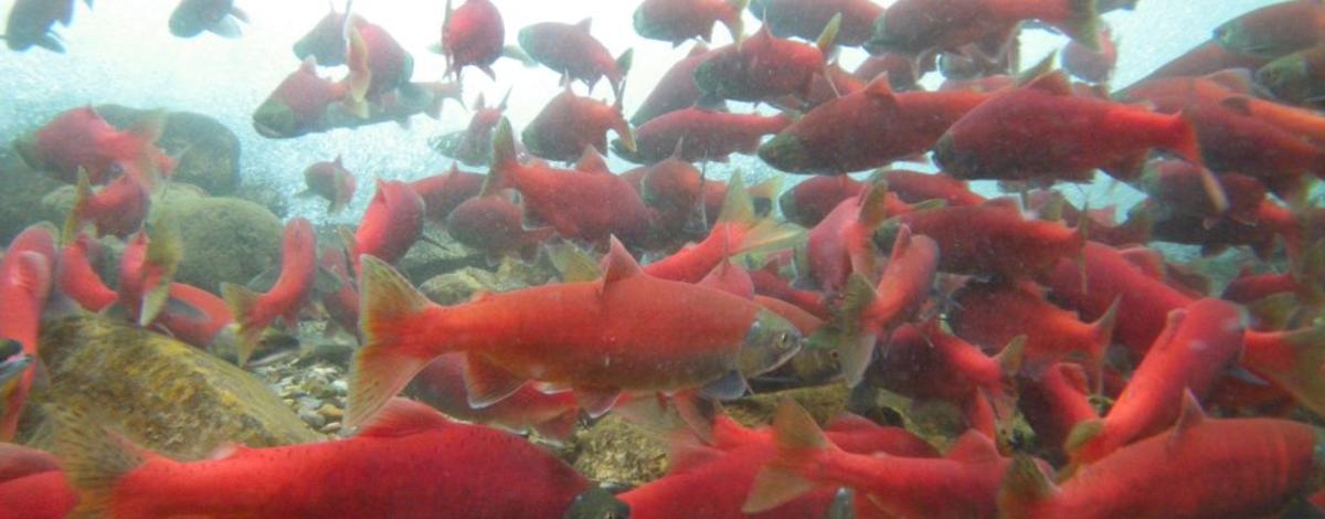 medium shot of Kokanee spawning