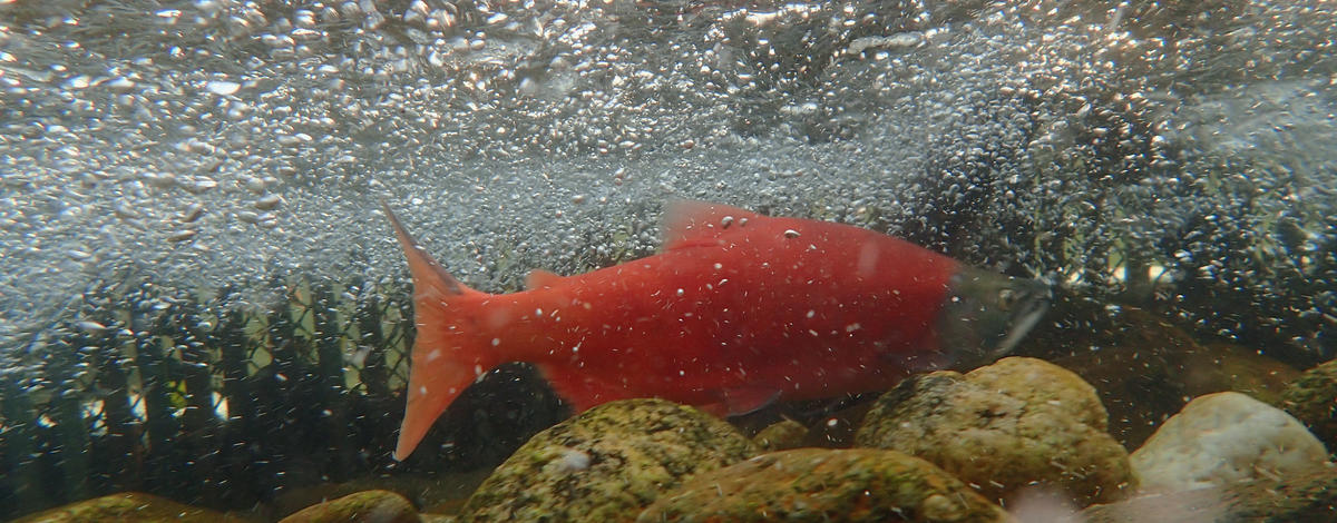 kokanee male spawning in a weir underwater shot by Art Butts August 2015